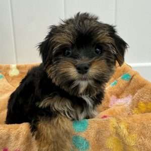 Maltese / Yorkie 1804