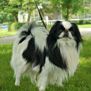 Japanese Chin