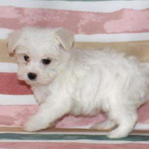 Maltese 5820