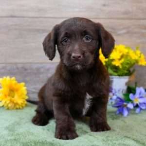 Mini Labradoodle 8122