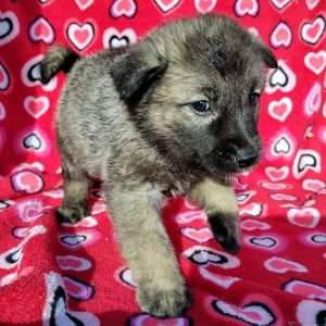 Norwegian Elkhound 7430