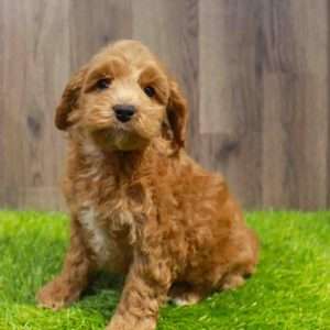 Cockapoo 3449