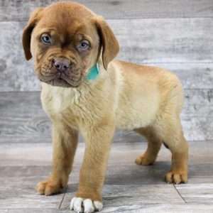 Dogue de Bordeaux 5518