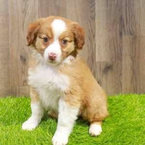 Miniature Australian Shepherd 4494