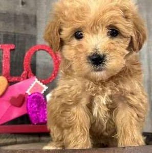 Mini Goldendoodle 7638