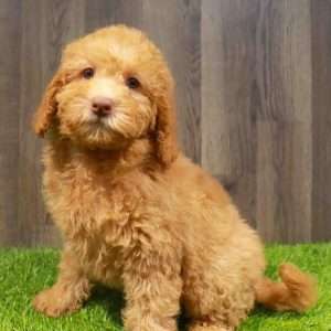 Mini Labradoodle 2993