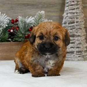 Morkie 2887