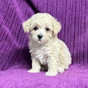 Poodle 0628