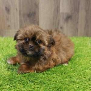 Shorkie 3688