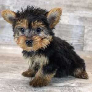 Yorkshire Terrier 7245