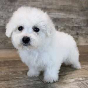 Bichon Frise 9857