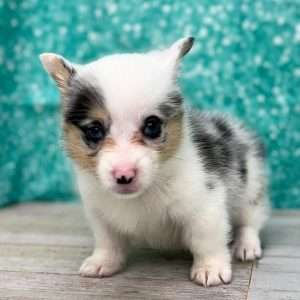 Pembroke Welsh Corgi 3195
