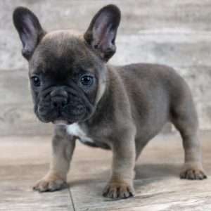 French Bulldog 3097