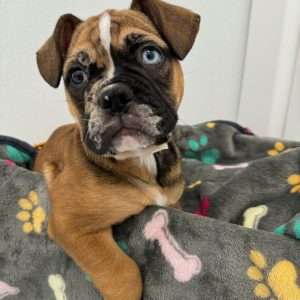 Frenchie / Bullmastiff 9613