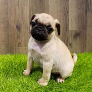 Pug 3462