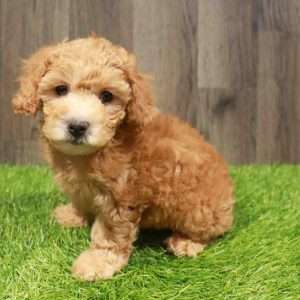 Cockapoo 8056