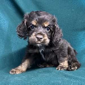 Cocker Spaniel 0692