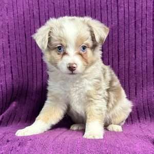 Miniature Australian Shepherd 0109