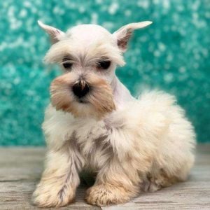 Miniature Schnauzer 3206