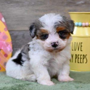 Poodle 2272