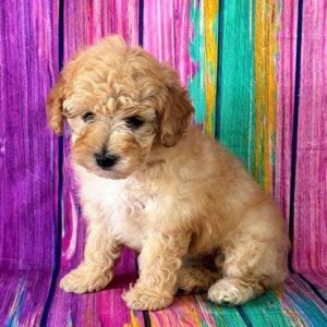 Poodle 5056