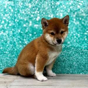 Shiba Inu 8083
