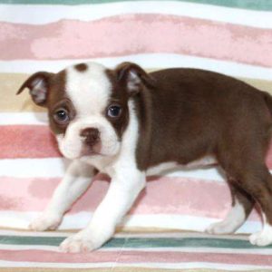 Boston Terrier 0313