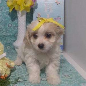 Cavachon 4376