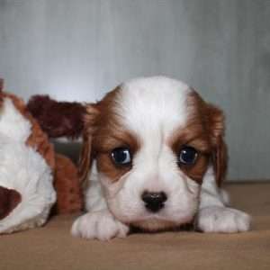 Cavalier King Charles 0094