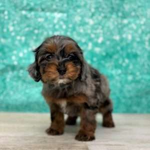 Cockapoo 2940