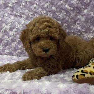 Cockapoo 8666