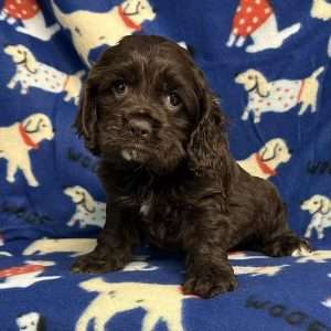 Cocker Spaniel 0383