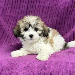 Coton De Tulear 0858
