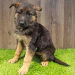 German Shepherd 2517