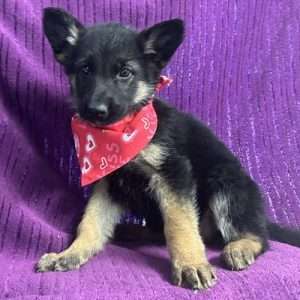 German Shepherd 0513