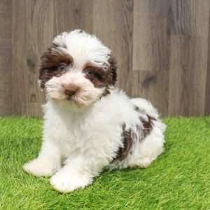 Havanese 8547