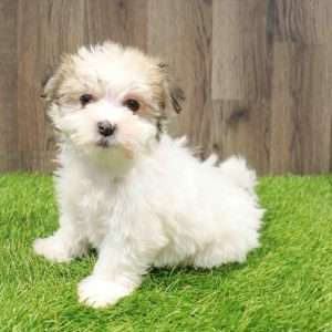 Havanese 8567