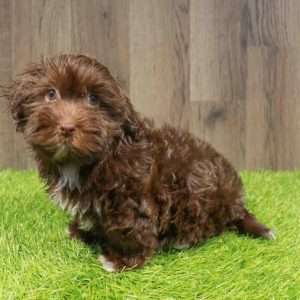Havanese 8969