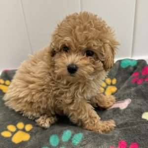 Mini Poodle 2279