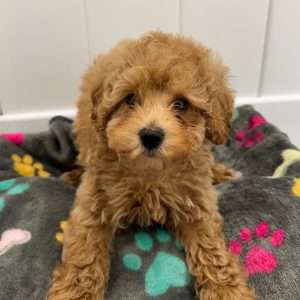 Mini Poodle 2278