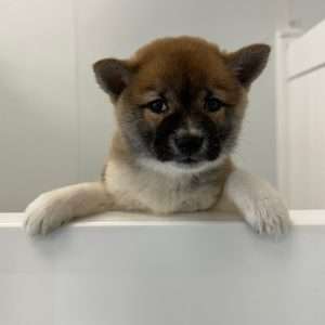 Shiba Inu 5054