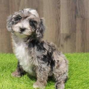 Mini Aussiedoodle 9090