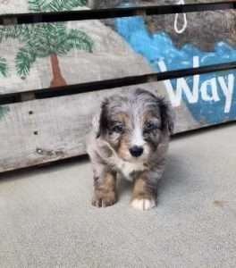 Mini Aussiepoo 4437
