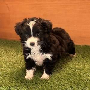 Mini Aussiepoo 8610