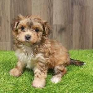 Morkie 2663