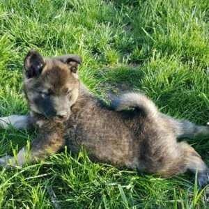 Norwegian Elkhound 4539