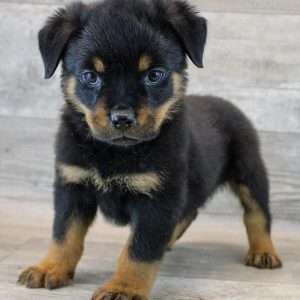 Rottweiler 1788