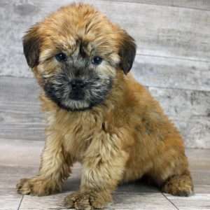Soft Coated Wheaten 2873