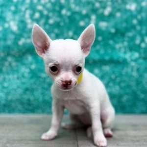 Chihuahua 2932