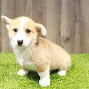 Pembroke Welsh Corgi 9733